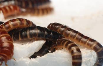 Gusanos de la harina menores alimentándose de poliestireno. Foto: remitida / Handout por el Centro Internacional de Fisiología y Ecología de Insectos.