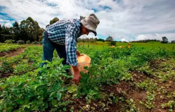 Colombia está pasando de hablar de oportunidades en Agrifoodtech a convertirlas en realidad dentro de la cadena de valor agroalimentaria. FOTO: El Colombiano