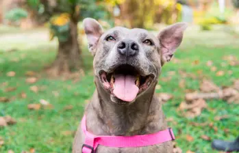 Este es uno de los perritos del Centro de bienestar animal La Perla. FOTO Cortesía Secretaría de Medio Ambiente de Medellín.