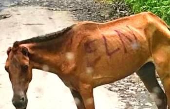Animales como víctimas del conflicto armado; proyecto avanza en el Senado. Foto: tomada de redes sociales