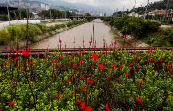 El río Medellín, de una u otra forma, tiene influencia en la cotidianidad de 3,3 millones de personas que habitan la cuenca del Valle de Aburrá. El futuro del área metropolitana depende en gran medida de él. FOTO julio herrera