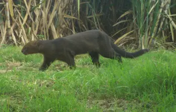 El yaguarundí es una de las 640 especies de animales beneficiadas por este corredor. Foto: Sector Agroindustrial de Caña. 