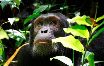 Según una nueva investigación, más de un tercio de la población de gorilas, bonobos y chimpancés está en peligro por la minería. Foto: Agencia Sinc/ Stefanie Heinicke