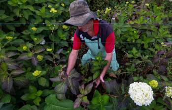 La secadera es una enfermedad que deteriora la raíz de la planta y termina afectando hojas, tallos y flores hasta que el tejido muere. FOTOS: Manuel Saldarriaga