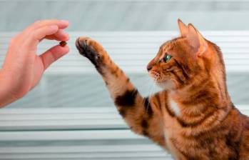 Los gatos, igual que los perros, pueden ser entrenados aunque de maneras diferentes. Foto: Sstock.