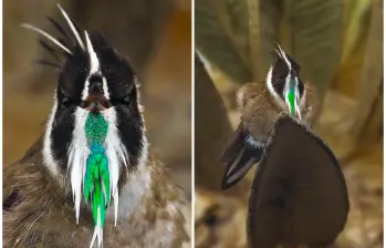 El barbudito paramuno fue fotografiado por Juan Camilo Quintero en los páramos andinos de Colombia, bajo condiciones climáticas extremas. FOTO tomada de Instagram @foto_sintesiss_