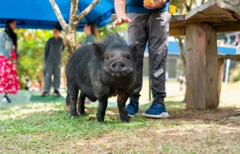 Julio Chanchitos, el minipig adoptado por el colegio The New School en Medellín. FOTO: Cortesía Alcaldía de Medellín