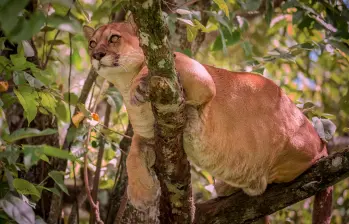 El Puma concolor es un carnívoro clave para el equilibrio de los ecosistemas andinos y su preservación es esencial ante la creciente fragmentación de su hábitat. FOTO DE REFERENCIA cortesía Instituto Humboldt