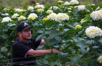 La floricultura genera más de 200.000 empleos y es una de las principales fuentes de trabajo formal femenino en el campo. FOTO: MANUEL SALDARRIAGA