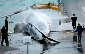 Islandia, al igual que Noruega y Japón, todavía practica la caza comercial de ballenas, a pesar de las críticas de activistas. FOTO: GETTY