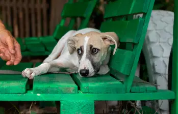 La Ley Ángel endurece las sanciones contra el maltrato animal en Colombia y ya permitió enviar a prisión al primer abusador sexual de una perrita. FOTO Depositphoto