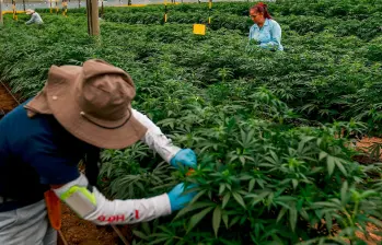 PharmaCielo es una empresa canadiense que produce cannabis medinal. FOTO: Manuel Saldarriaga.