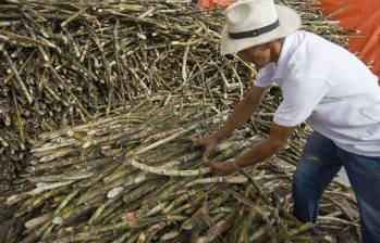 Procaña también advirtió que la presencia de estructuras delincuenciales ha agravado la situación en varias regiones productoras. Foto: Edwin Bustamante