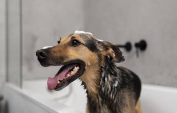 El baño excesivo en perros puede llevar a problemas en su piel. Foto: Freepik
