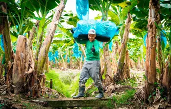 Trabajadores del sector bananero en Urabá, región clave en el récord exportador de Colombia en 2025. FOTO cortesía Augura