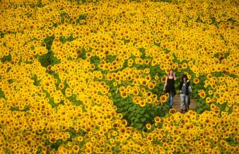 En fotos | los extensos campos de girasoles, una alfombra amarilla para caminantes