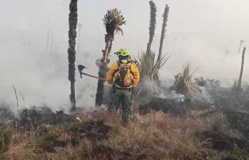 Los frailejones están muriéndose a causa de los incendios forestales ocasionados en los páramos. FOTO: cortesía UNGRD. 