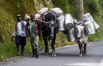 La caída en el consumo de lácteos en Colombia, que en el 2022 fue de 9% y en 2023 del 6%, tiene preocupado al sector lechero. Foto: Julio César Herrera