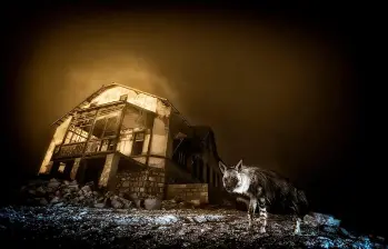 Foto: “Atractivo mortal” de Chien Lee, fue la ganadora en la categoría: Plantas y hongos. Las fotos ganadoras no solo celebran la creatividad y la técnica, sino también la importancia de preservar los ecosistemas frente al impacto del cambio climático y la acción humana. Foto: Chien Lee