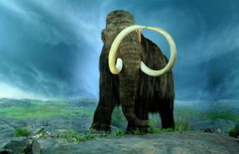 La extinción de los mamuts lanudos apunta al cambio climático, la desaparición de los hábitats y la presión (caza) de los humanos a finales del Pleistoceno, hace aproximadamente 12.000 años. Foto: Cortesía World History Encyclopedia. 