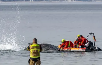 Esta es la ballena jorobada varada en aguas poco profundas mientras equipos de rescate intentan devolverla al mar. Su estado empeora con el paso de las horas. FOTO: Ulrich Perrey / DPA Picture-Alliance via AFP
