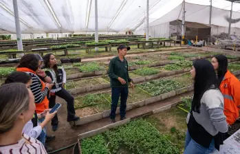 Los primeros 9.000 árboles que harán parte de la reposición arbórea del Metro de la 80 ya crecen en el vivero Tierra Negra, donde son cuidados y preparados antes de comenzar su siembra en el occidente de Medellín. Foto: Cortesía