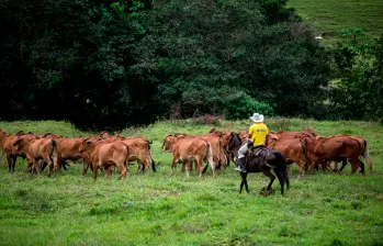Con el piloto, los productores podrán acceder a mercados digitales para comercializas sus productos agropecuarios. FOTO: Camilo Suárez