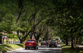 Medellín transforma sus espacios verdes para ser un referente internacional en la mitigación de los efectos del cambio climático. FOTO EL COLOMBIANO