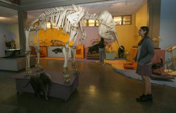 Imagen de referencia del Museo Universitario de la Universidad de Antioquia Muua. Foto: Esneyder Gutiérrez