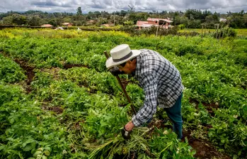 Gremios agropecuarios advierten riesgos en la reforma de la Jurisdicción Agraria propuesta por el Gobierno. FOTO: Juan Antonio Sánchez