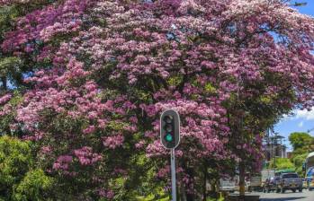 Los guayacanes son una de las especies de árboles más comunes. En el barrio Prado, 102 guayacanes sembrados en 1926 son patrimonio histórico de la ciudad. Foto: Andrés Camilo Suárez Echeverry