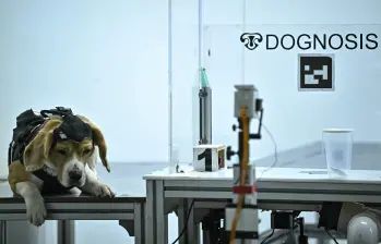 Este es uno de los perros entrenado por la startup Dognosis en Bangalore, India. El animal usa un casco con sensores para olfatear muestras de aliento humano y detectar cáncer. FOTO AFP