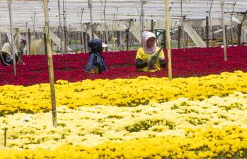 Estados Unidos es el destino de cerca del 30% de las exportaciones colombianas; en flores, pesa 80%. FOTO ESNEYDER GUTIÉRREZ