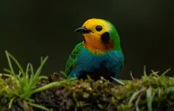 Esta es la tangara multicolor, especie endémica de los bosques de las cordilleras Central y Occidental de los Andes de Colombia. FOTO: Cortesía.