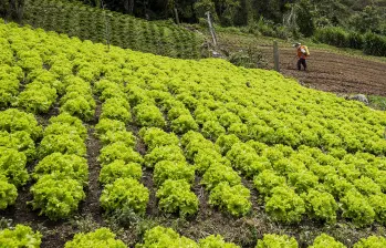 Imagen de referencia de unos cultivos en San Cristóbal. Foto: Julio César Herrera Echeverri.