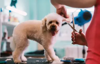 Las vacantes para trabajar con animales crecen en Colombia: clínicas, granjas y peluquerías buscan talento con vocación. FOTO: GETTY