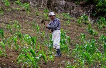 Gremios agropecuarios advierten riesgos en la reforma de la Jurisdicción Agraria propuesta por el Gobierno. FOTO EL COLOMBIANO