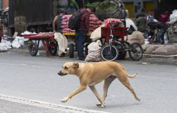 Imagen de referencia de un perro criollo en Medellín. Foto: Esneyder Gutiérrez