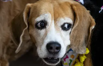 Los animales tendrán microchips para su registro, además de que se prohíbe las mutilaciones al menos que tengan prescripción médica. Foto: Julio César Herrera Echeverri.