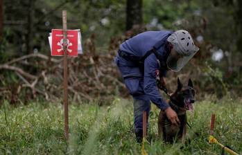 De la cantidad total de víctimas de estos artefactos, 43 eran miembros de la Fuerza Pública, y 18 eran integrantes de grupos armados.Foto: Colprensa