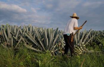 En un rancho agrícola de Dolores Hidalgo, Guanajuato, las autoridades localizaron a cerca de 700 personas presuntamente víctimas de trata con fines de explotación laboral. La mayoría provenía de estados del sur del país. FOTO: Tomada de Freepik