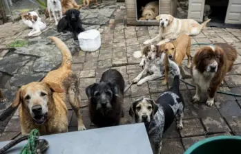 La Personería pidió a la Alcaldía de Medellín activar una mesa interinstitucional y consolidar un censo de acumuladores, fortalecer las rutas de atención en salud pública. FOTO: Andrés Camilo Suárez Echeverry