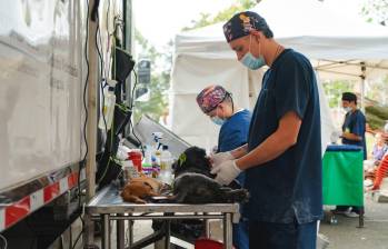 Jornada de esterilización de perros y gatos en el Valle de Aburrá, una iniciativa que promueve el bienestar animal y la salud pública en la región, beneficiando a más de 20.000 animales en 2024. FOTOS Cortesía Área Metropolitana del Valle de Aburrá