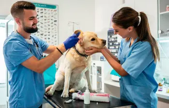 La sentencia de la Corte obliga a repensar la formación y el ejercicio profesional en torno al bienestar animal. FOTO Getty