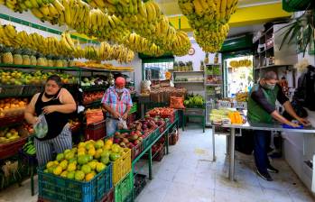 Productores de banano paisas buscan que la Unión Europea pague más por las exportaciones de la fruta. FOTO JAIME PÉREZ. 