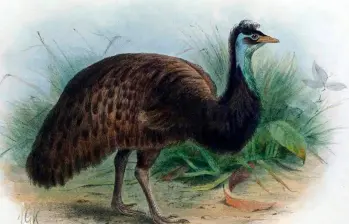 Emú de Tasmania, especie extinta. IMAGEN Europa Press