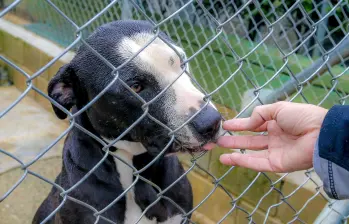 El panorama de maltrato animal es crítico en Antioquia. Según la Fiscalía General de la Nación, desde 2024 hasta la fecha van 250 denuncias, 14 juicios, 21 imputaciones y dos sentencias. FOTO Juan Antonio Sánchez