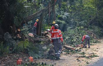 Tras las inundaciones por la quebrada La Presidenta, también se realizaron talas de árboles. Algunos estaban en riesgo de desplome. Foto: Manuel Saldarriaga Quintero.