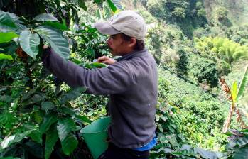 La producción de café en noviembre creció 21%. Foto: Archivo EL COLOMBIANO. 