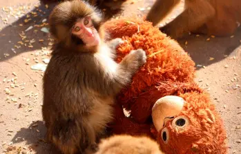 El peluche de Punch se llama Ora-mama. FOTO: Zoológico de Ichikawa